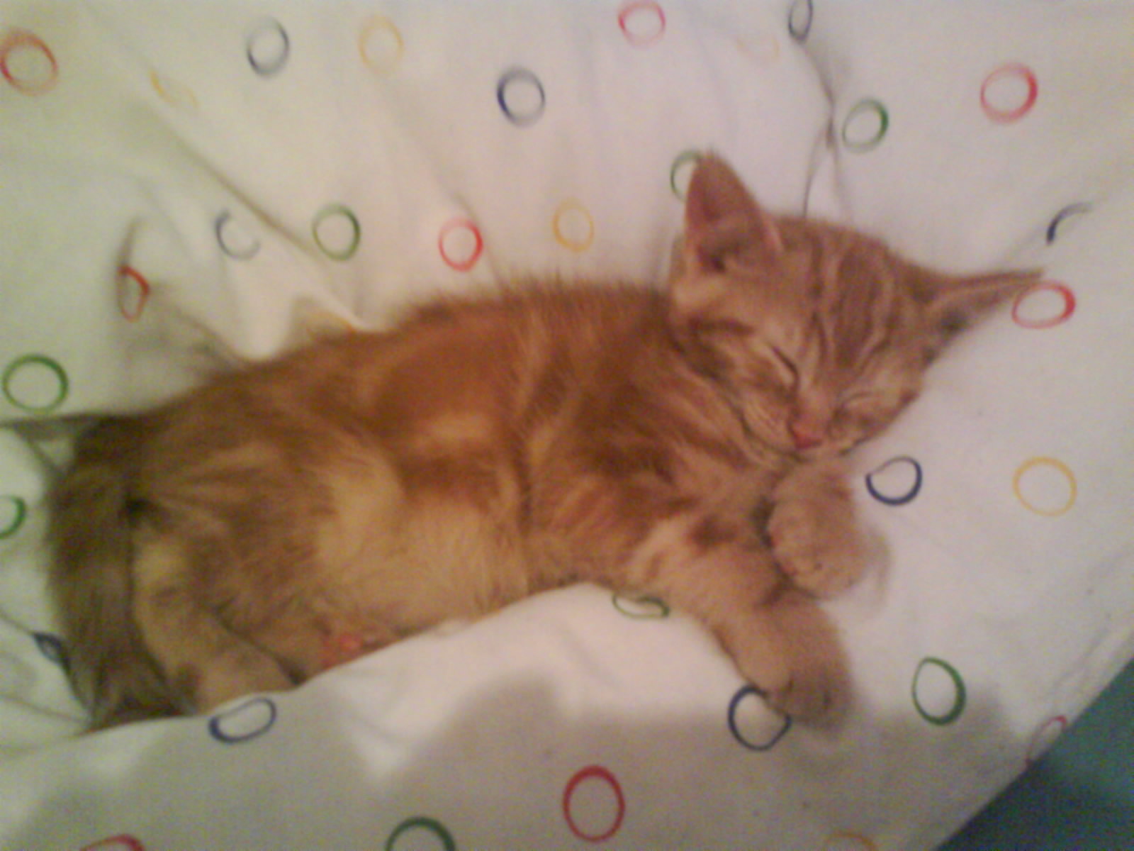 Ginger