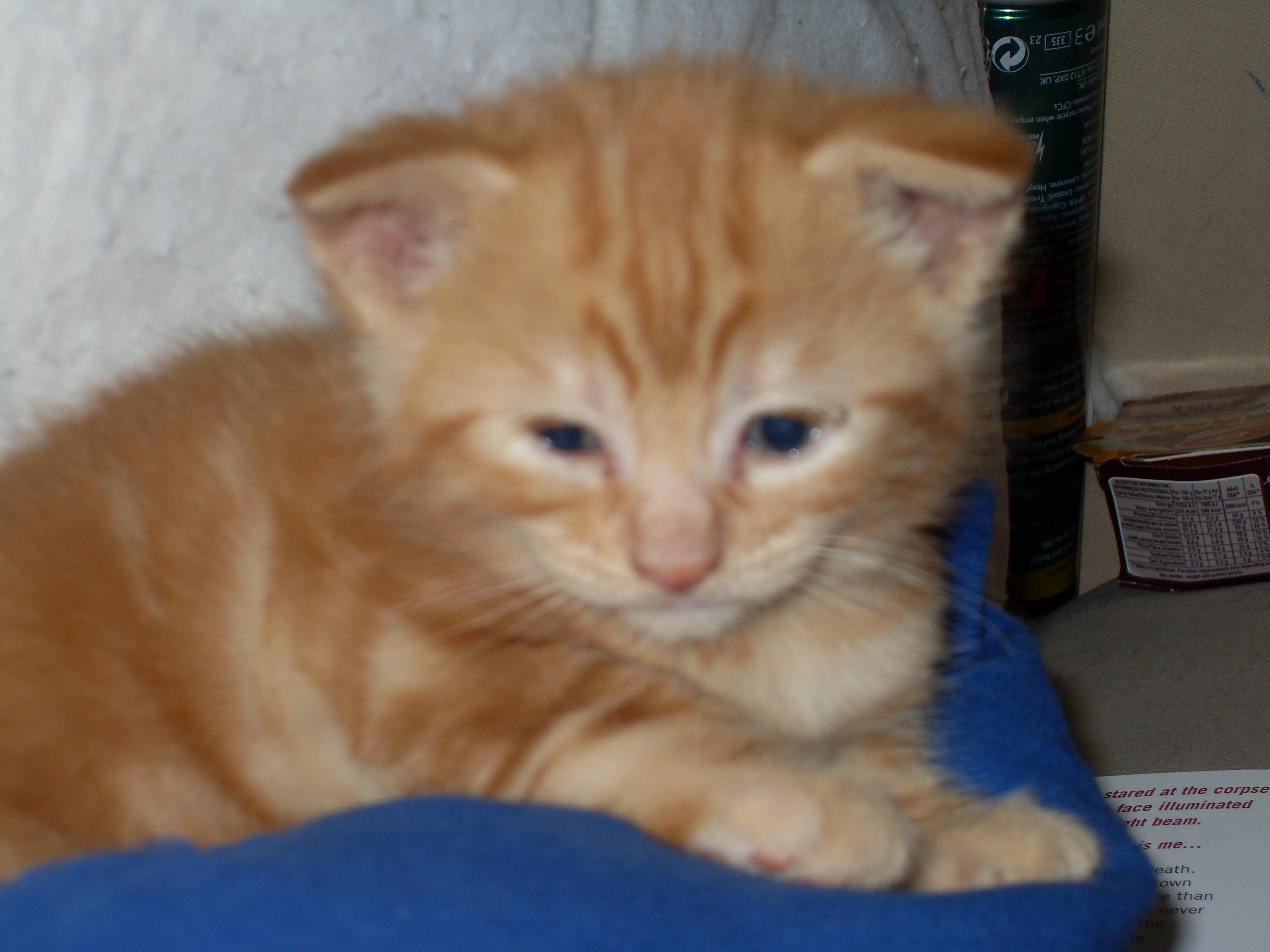 Ginger